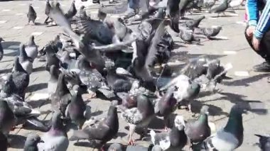 TIMISOARA, ROMANIA - 19 Nisan 2019: Zafer Meydanı, kaldırımdaki tahıllarla beslenen bir güvercin sürüsü. Çocuklar kuşlarla oynuyorlar. Yavaş çekim görüntüleri