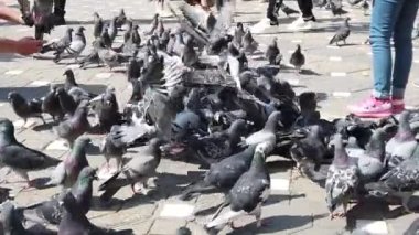 TIMISOARA, ROMANIA - 19 Nisan 2019: Zafer Meydanı, kaldırımdaki tahıllarla beslenen bir güvercin sürüsü. Çocuklar kuşlarla oynuyorlar. Yavaş çekim görüntüleri