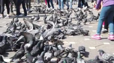TIMISOARA, ROMANIA - 19 Nisan 2019: Zafer Meydanı, kaldırımdaki tahıllarla beslenen bir güvercin sürüsü. Çocuklar kuşlarla oynuyorlar. Yavaş çekim görüntüleri