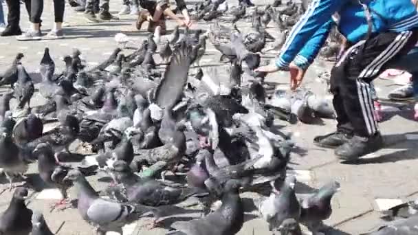 Timisoara Romania April 2019 Victory Square Flock Pigeons Feeding Grains — ストック動画