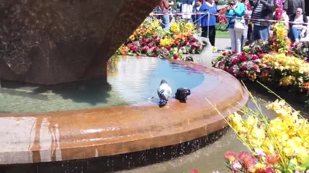 Timisoara Romania 4月19 2019 勝利広場 ティムフラリス国際フラワーフェスティバルで花で飾られた美しい噴水 スローモーション映像 — ストック動画