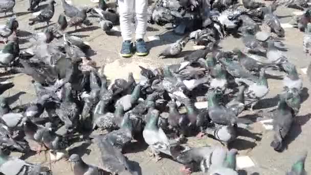 蒂米萨拉 罗马尼亚 2019年4月19日 胜利广场 一群鸽子在人行道上吃谷物 孩子们在和鸟儿玩耍 慢镜头 — 图库视频影像