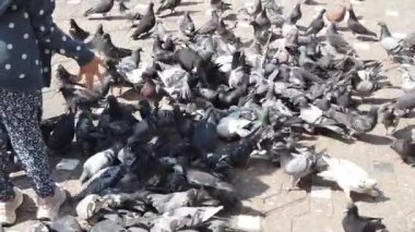 Asfaltta beslenen bir güvercin sürüsü 