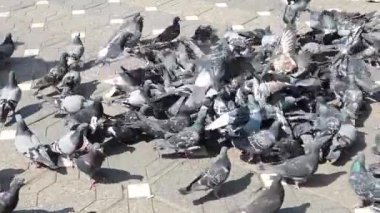 Asfaltta beslenen bir güvercin sürüsü 