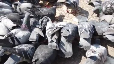 Asfaltta beslenen bir güvercin sürüsü 