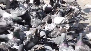 Asfaltta beslenen bir güvercin sürüsü 