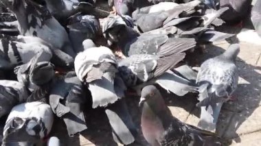 Asfaltta beslenen bir güvercin sürüsü 