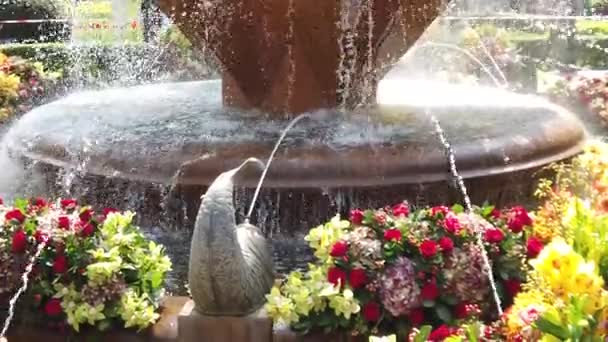 Timisoara Roménia Timfloralis Festival Internacional Flores Detalhes Uma Fonte Púbica — Vídeo de Stock