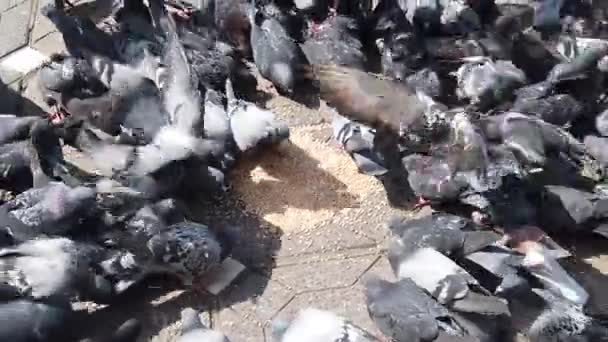 Eine Schar Tauben Die Sich Auf Dem Bürgersteig Ernährt — Stockvideo