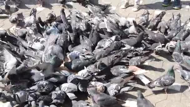 舗装された鳩の群れが — ストック動画