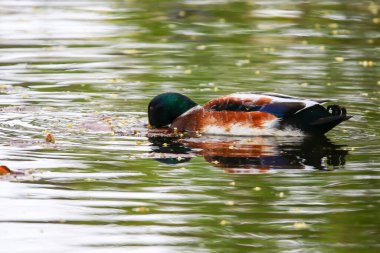 Almanya 'da Danube nehrinin yakınındaki gölde vahşi ördekler