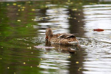 Almanya 'da Danube nehrinin yakınındaki gölde vahşi ördekler