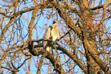 Ağaç dallarında oturan Gri Balıkçıl 'ın yakın plan fotoğrafı.