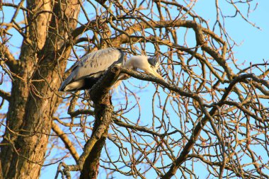 Ağaç dallarında oturan Gri Balıkçıl 'ın yakın plan fotoğrafı.