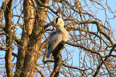 Ağaç dallarında oturan Gri Balıkçıl 'ın yakın plan fotoğrafı.