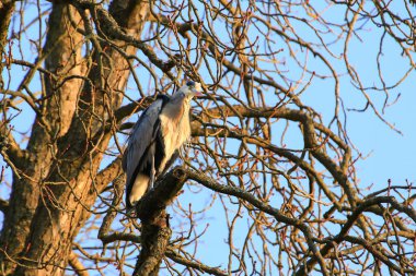 Ağaç dallarında oturan Gri Balıkçıl 'ın yakın plan fotoğrafı.