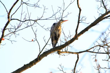 Ağaç dallarında oturan Gri Balıkçıl 'ın yakın plan fotoğrafı.