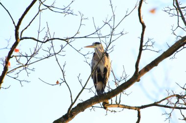 Ağaç dallarında oturan Gri Balıkçıl 'ın yakın plan fotoğrafı.