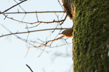 Avrasya tımarhanesi (Sitta europaea), mavi sırtlı ve turuncu alt gövdesi ve siyah maskeli beyaz başlı küçük bir kuş türüdür.