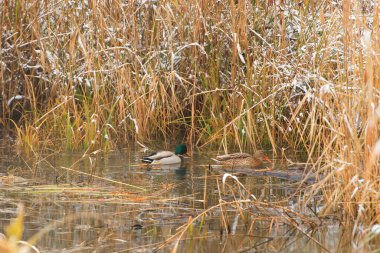 Kışın bir bataklıkta su üzerinde bir çift yaban ördeği.