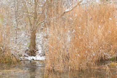 Kışın bir bataklıkta su üzerinde bir çift yaban ördeği.