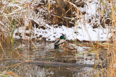 Kışın bir bataklıkta su üzerinde bir çift yaban ördeği.