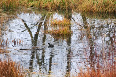 Tuna Nehri yakınlarındaki bir bataklıkta yüzen ördek (Fulica atra) kuşunun portresi