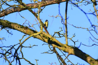 Great Tit (Parus major) on autumn tree leaves in the park