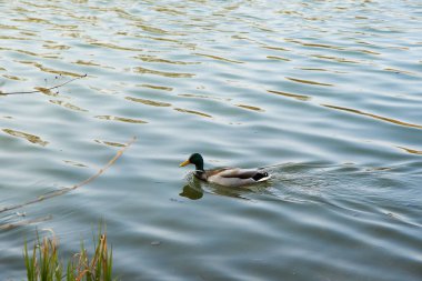 Regensburg, Almanya: Erkek Mallard ördeği Tuna Nehri yakınında suda.