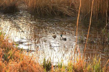 Sonbaharda bataklıkta bir çift yaban ördeği.