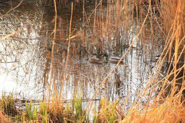 Sonbaharda bataklıkta bir çift yaban ördeği.