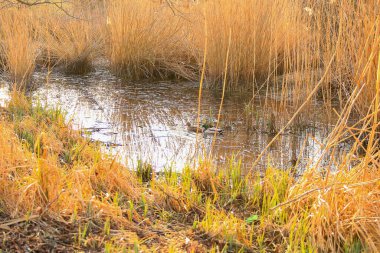 Sonbaharda bataklıkta bir çift yaban ördeği.