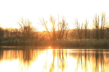 Yaban kazı akşam gölünde yüzerken altın ışık güzel su yüzeyine yansıyordu..