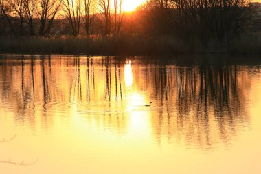 Güneş batarken altın bir gölde yüzen büyük ibikli yağlar suya yansıyor. Su kuşunun silüeti ile minimalist resim.