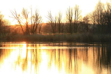 Yaban kazı akşam gölünde yüzerken altın ışık güzel su yüzeyine yansıyordu..
