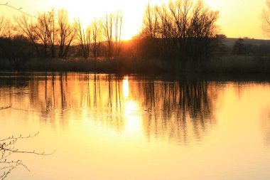 Yaban kazı akşam gölünde yüzerken altın ışık güzel su yüzeyine yansıyordu..