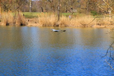 Suyun üzerinde uçan ve gagasında kuru bir dal tutan gri bir balıkçıl.