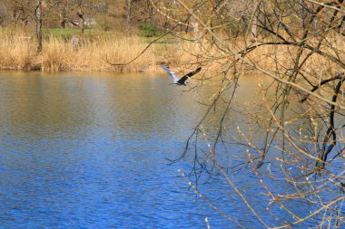 Suyun üzerinde uçan ve gagasında kuru bir dal tutan gri bir balıkçıl.