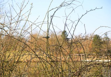 Great Tit (Parus major) on autumn tree leaves near the Danube river