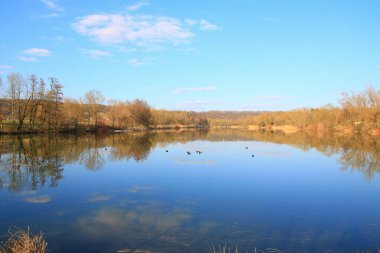Regensburg, Almanya: Tuna Nehri yakınlarındaki bir gölde yüzen Tuffy ördekleri