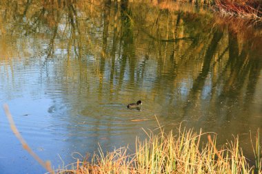 Tuna Nehri 'nde yüzen ördek (Fulica atra) kuşunun portresi