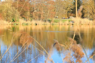 Regensburg, Almanya: Doğal habitatta büyük ibikli yunus dansı, Podiceps kriterleri