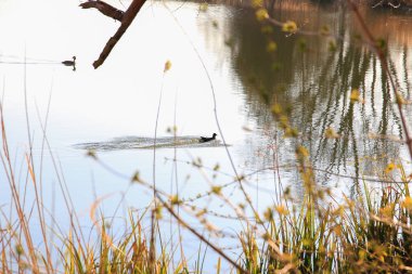 Tuna Nehri 'nde yüzen ördek (Fulica atra) kuşunun portresi