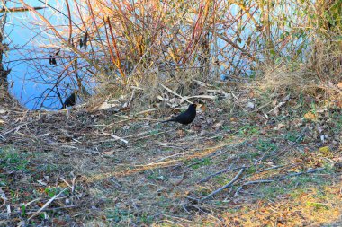Yere yiyecek arayan bir erkek kara kuş (Turdus merula)