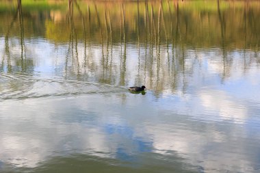 Regensburg, Almanya: Tuna Nehri üzerinde yüzen ördek portresi (Fulica atra)