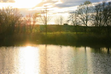 Regensburg, Almanya: Akşam manzarasında uçan ördekler