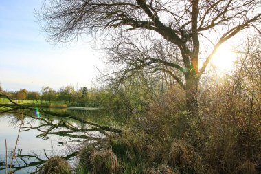 Regensburg, Almanya: Tuna Nehri üzerinde yüzen ördek portresi (Fulica atra)