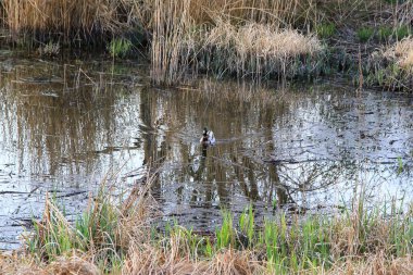 Regensburg, Almanya: Sonbahar zamanı bataklıkta yüzen yaban ördeği