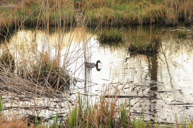 Regensburg, Almanya: Sonbahar zamanı bataklıkta yüzen yaban ördeği