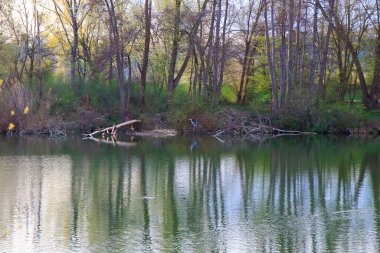 Regensburg, Almanya: Gri balıkçıllı kuş Ardea cinerea Tuna Nehri yakınlarında uçuyor